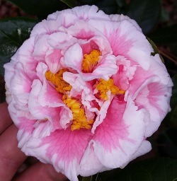 Tomorrow's Dawn Bessie Camellia, Camellia japonica 'Tomorrow's Dawn Bessie'